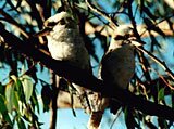 Laughing Kookaburras