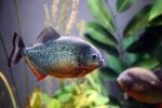 In Gefangenschaft sind Piranhas meist allein unterwegs